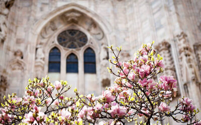 Dove vedere le magnolie a Milano